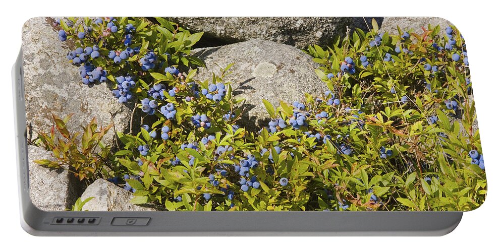 Blueberry Portable Battery Charger featuring the photograph Ripe Maine Low Bush Wild Blueberries Photograph by Keith Webber Jr