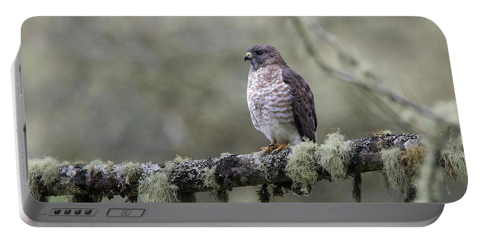 Roadside Hawk Portable Battery Charger featuring the photograph Roadside Hawk Buteo magnirostris perched on a lichen-covered branch 2 by Tony Mills