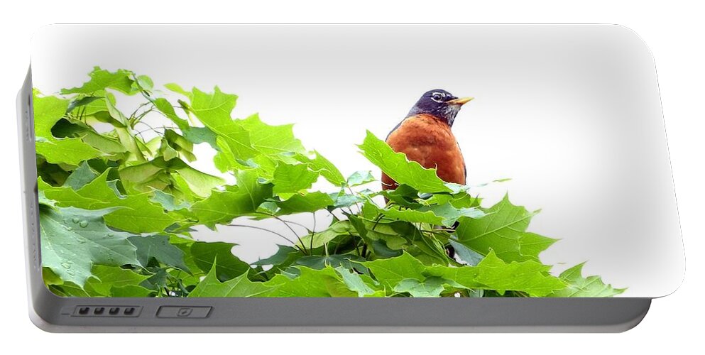 Robin After A Rain Portable Battery Charger featuring the photograph Robin After A Rain by Will Borden