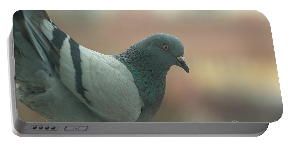 Birds Portable Battery Charger featuring the photograph Rock pigeon by Jivko Nakev
