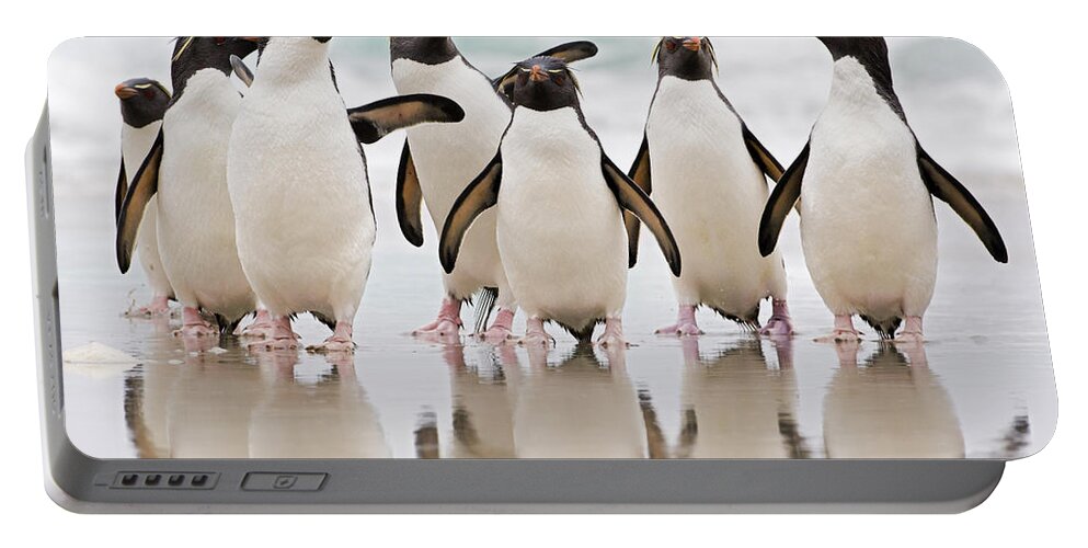 533777 Portable Battery Charger featuring the photograph Rockhopper Penguin Emerging by Heike Odermatt