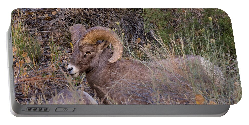 Bighorn Portable Battery Charger featuring the photograph Rocky Mountain Bighorn Ram by Kathleen Bishop