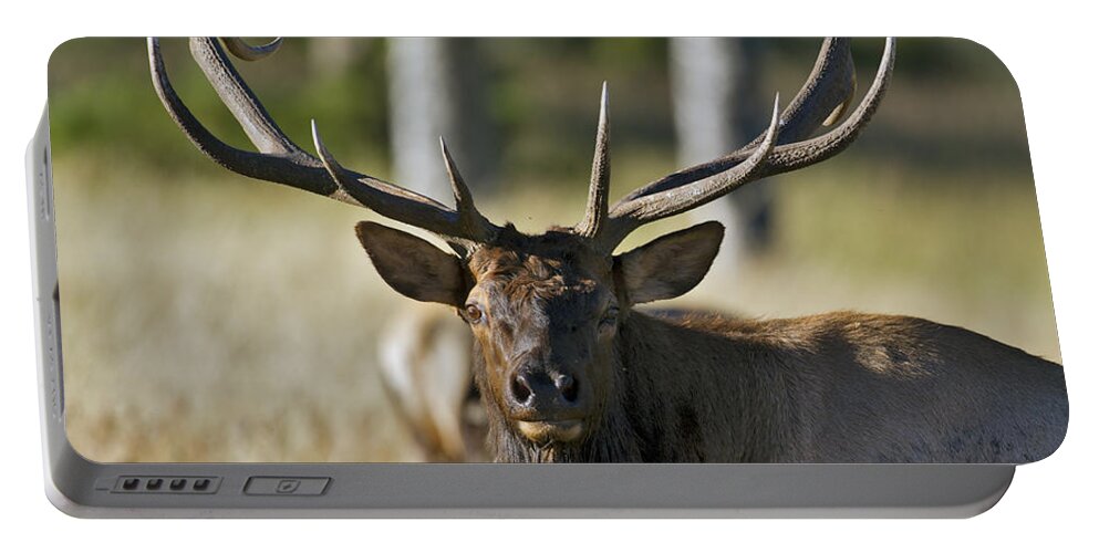 Bull Portable Battery Charger featuring the photograph Rocky Mountain Bull Elk by Gary Langley