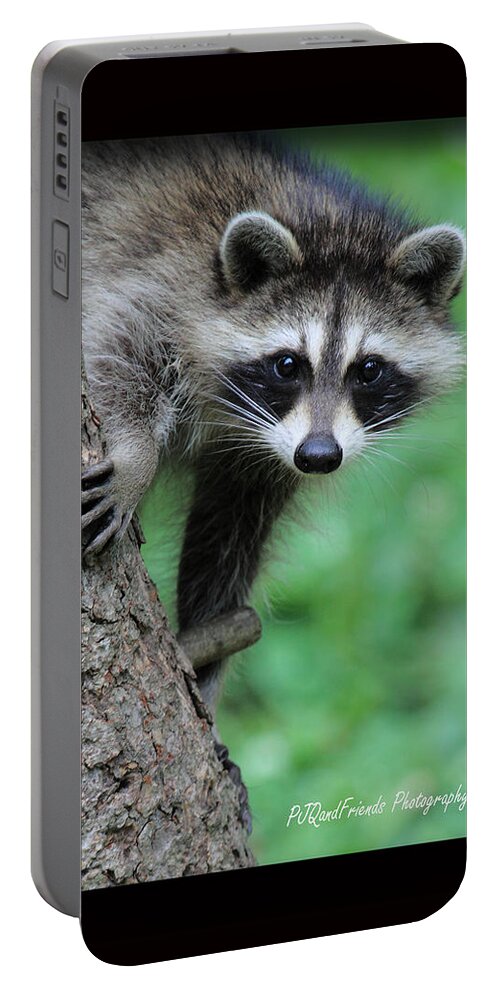 Bandits Portable Battery Charger featuring the photograph Rocky Racoon by PJQandFriends Photography