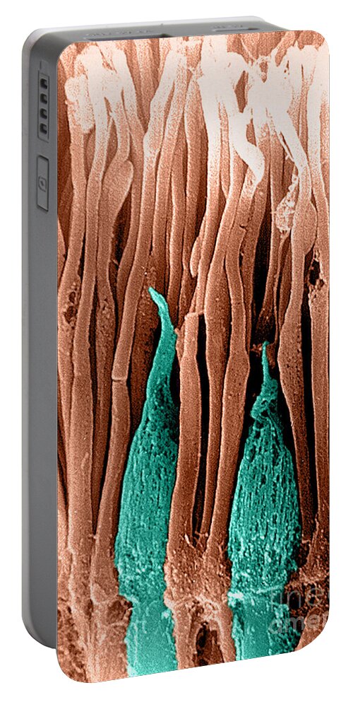 Photoreceptor Portable Battery Charger featuring the photograph Rods And Cones Sem by Ralph C. Eagle, Jr.