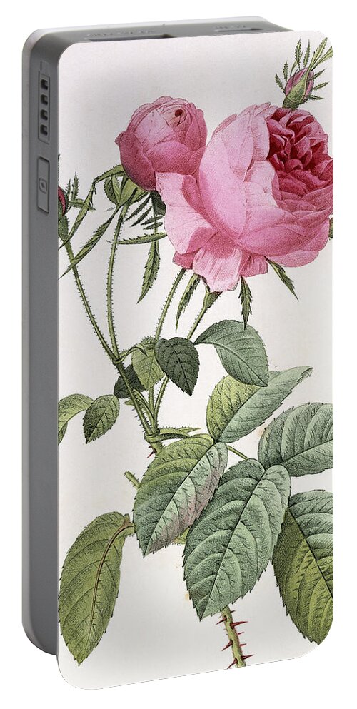 Floral Portable Battery Charger featuring the painting Rosa centifolia foliacea by Pierre Joseph Redoute