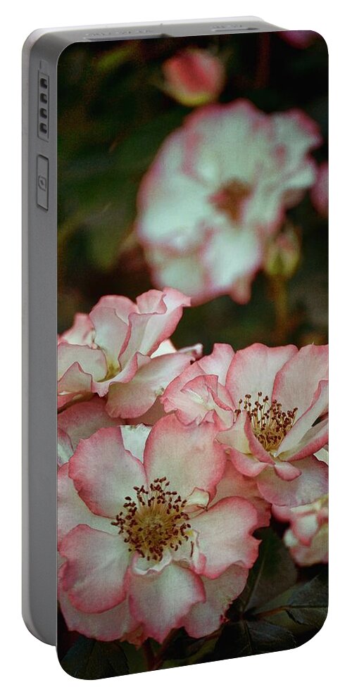 Floral Portable Battery Charger featuring the photograph Rose 299 by Pamela Cooper