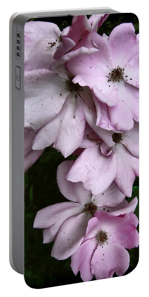 Rose Portable Battery Charger featuring the photograph Rose Cluster by Louise Kumpf