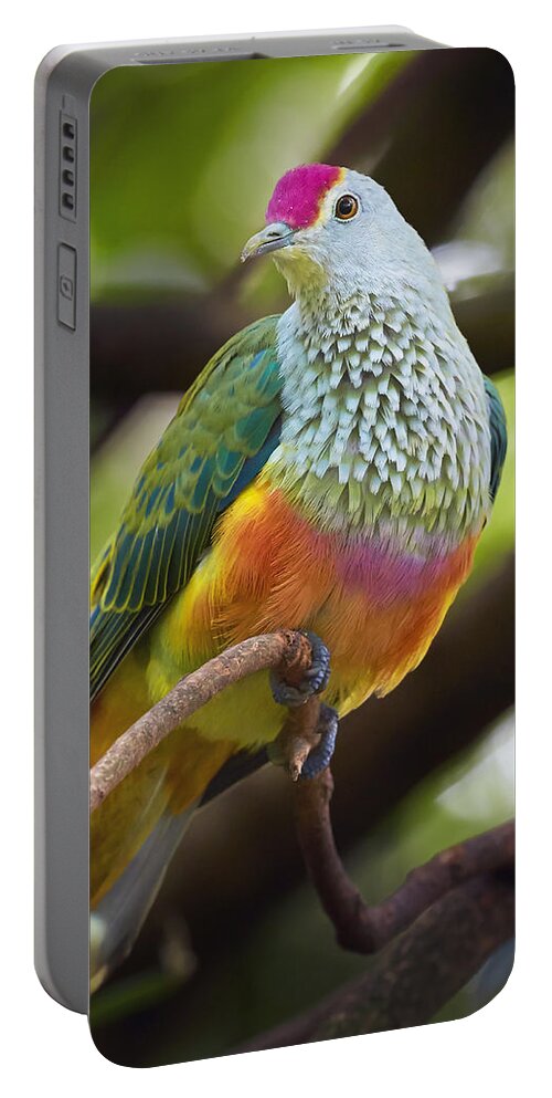 Martin Willis Portable Battery Charger featuring the photograph Rose-crowned Fruit-dove Australia by Martin Willis