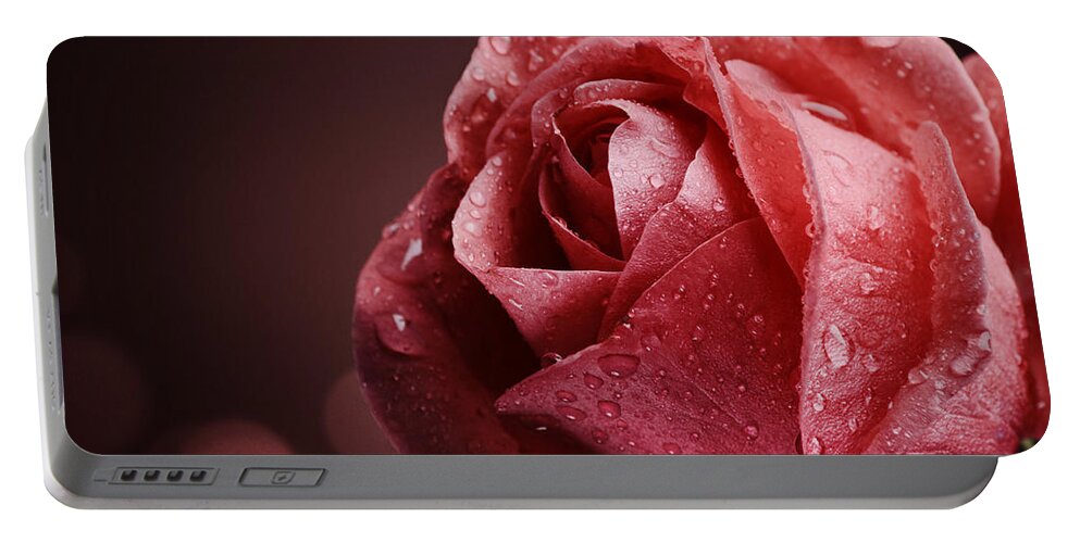 Rose Portable Battery Charger featuring the photograph Rose with water drops #1 by Jelena Jovanovic