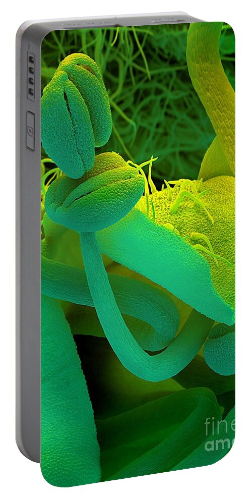 Rosemary Portable Battery Charger featuring the photograph Rosemary SEM by Spl