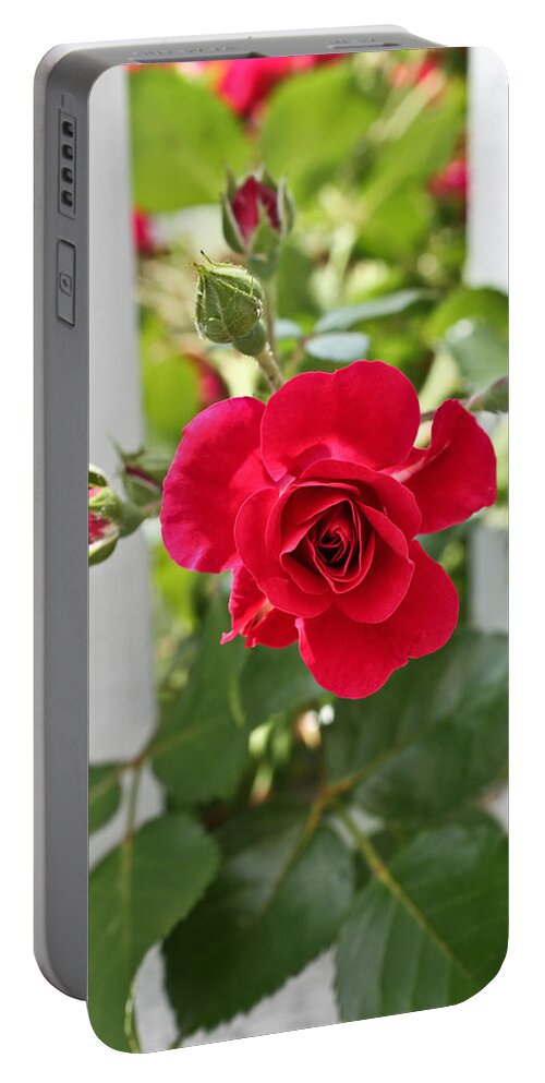 Red Rose Photographs Portable Battery Charger featuring the photograph Roses Are Red by Joann Copeland-Paul