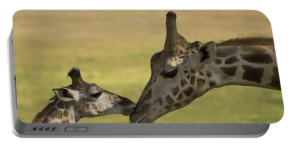San Diego Zoo Portable Battery Charger featuring the photograph Rothschild Giraffe Male Calf Nuzzling by San Diego Zoo