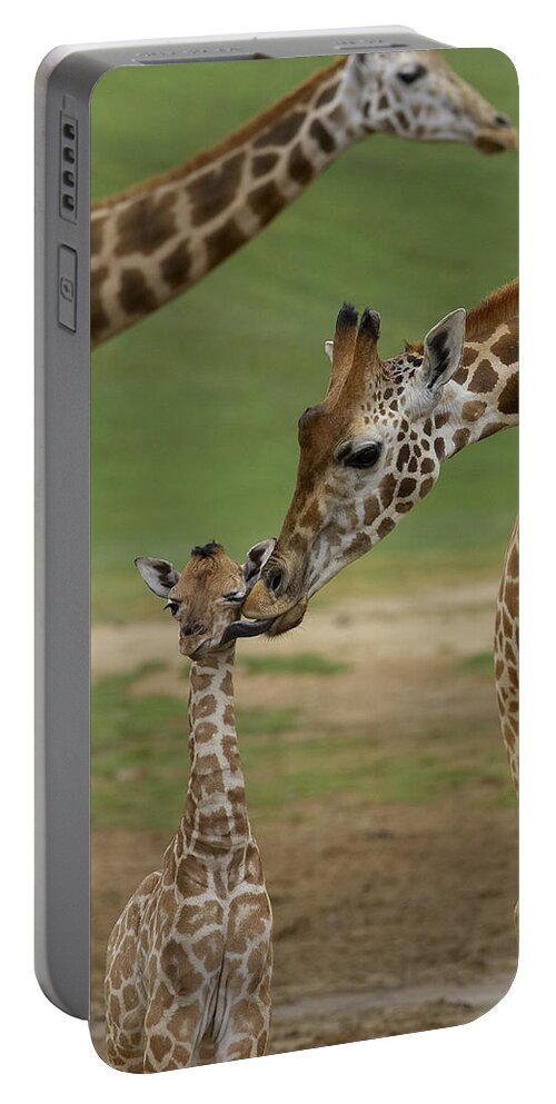 Feb0514 Portable Battery Charger featuring the photograph Rothschild Giraffe Mother Kissing Calf by San Diego Zoo