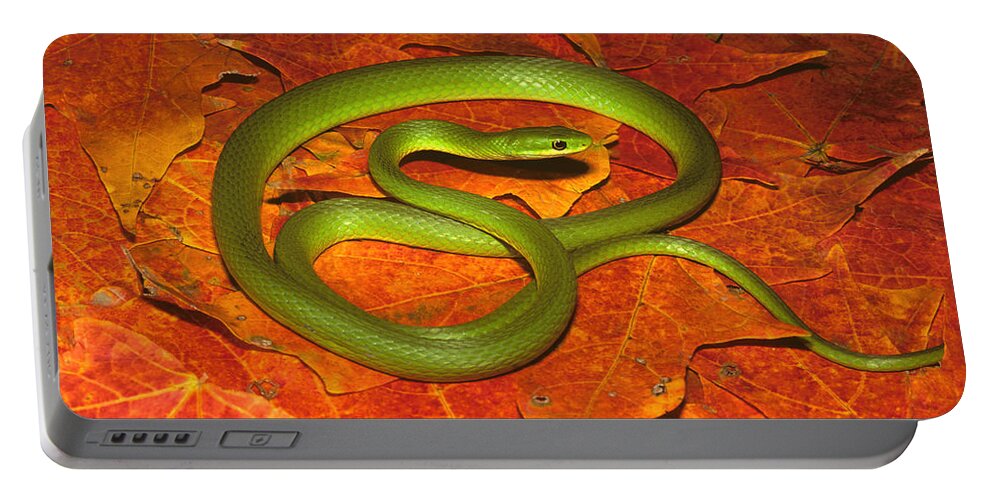 Rough Green Snake Portable Battery Charger featuring the photograph Rough Green Snake by Suzanne L. Collins