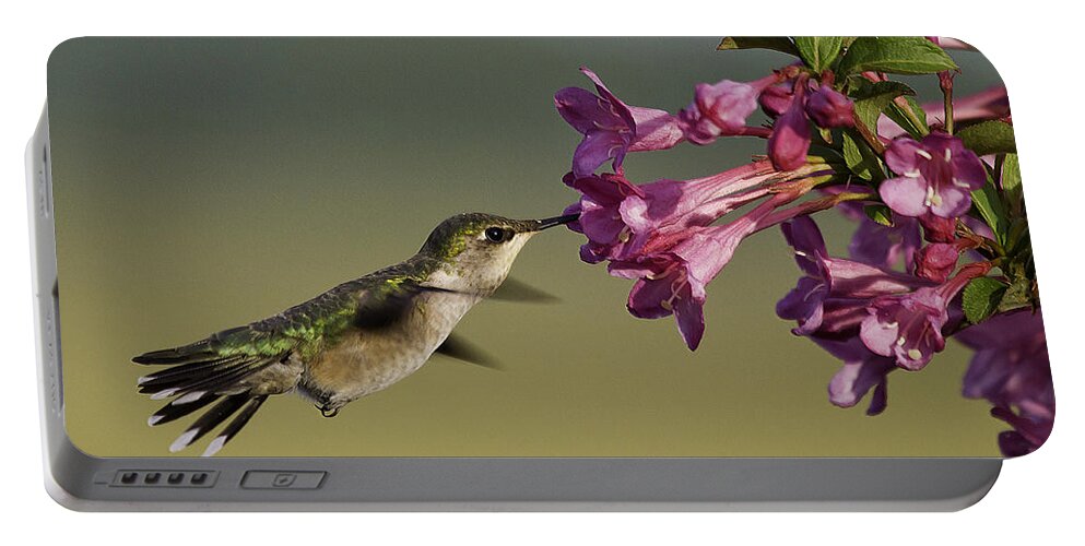 Humming Bird Portable Battery Charger featuring the photograph Ruby in Pink by Jan Killian