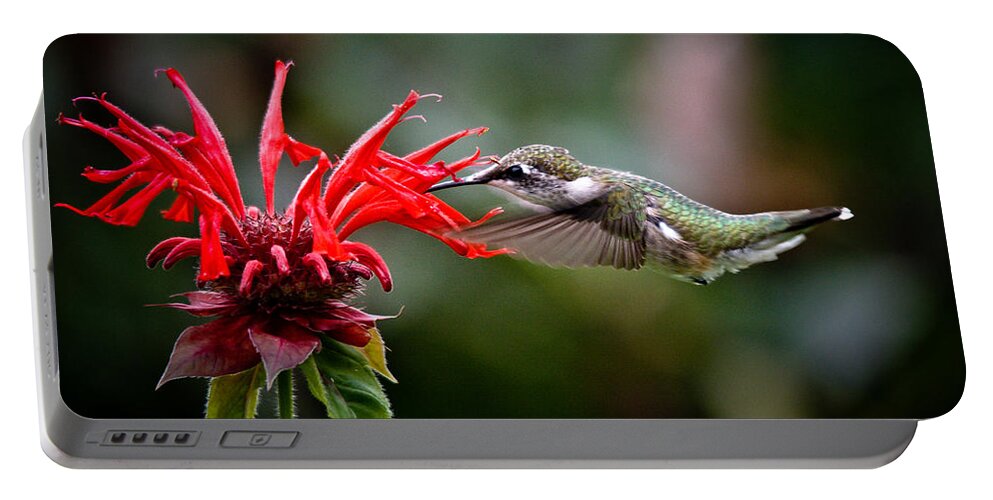Ruby-throated Hummingbird Portable Battery Charger featuring the photograph Ruby Throated Girl by Cheryl Baxter