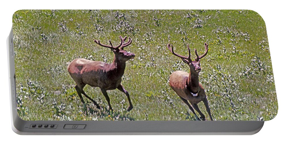 Elk Portable Battery Charger featuring the photograph MA-1759-01-Running Elk in Yellowstone by Ed Cooper Photography