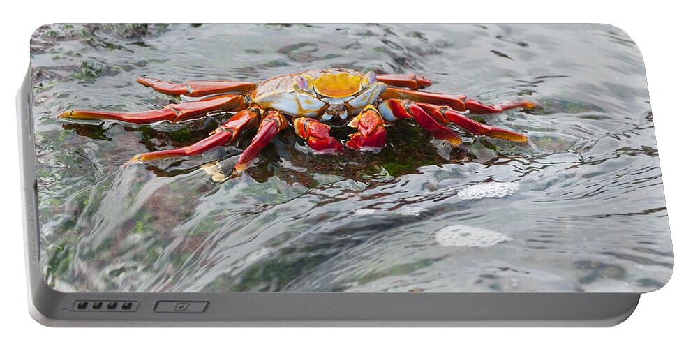 536817 Portable Battery Charger featuring the photograph Sally Lightfoot Crab Galapagos Islands by Tui De Roy