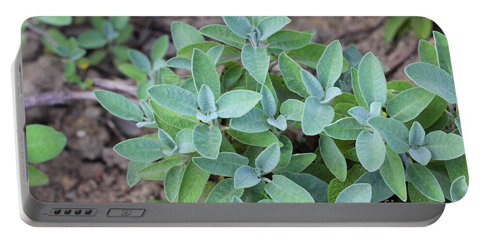 Garden Portable Battery Charger featuring the photograph Salvia by Amanda Mohler