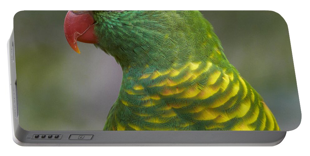 Martin Willis Portable Battery Charger featuring the photograph Scaly-breasted Lorikeet Australia by Martin Willis