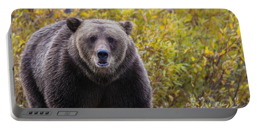 Bear Portable Battery Charger featuring the photograph Scar by Kevin Dietrich