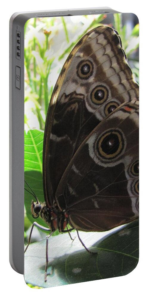 Scarce Morpho Portable Battery Charger featuring the photograph Scarce Morpho by Jennifer Wheatley Wolf