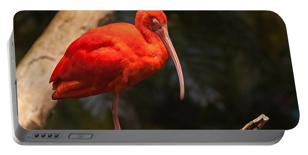 Scarlet Portable Battery Charger featuring the photograph Scarlet Ibis by Bianca Nadeau