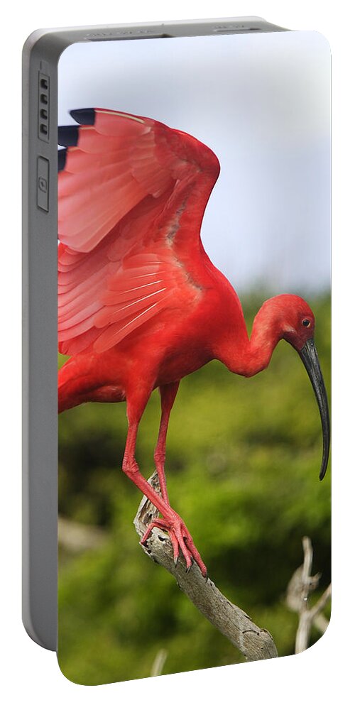 Scarlet Ibis Portable Battery Charger featuring the photograph Scarlet Ibis by M. Watson