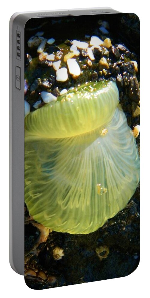 Ocean Life Portable Battery Charger featuring the photograph Sea Anemone with Beautiful Jelly by Gallery Of Hope 