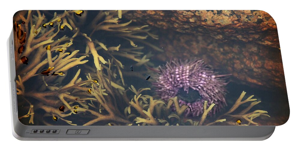 Sea Urchin Portable Battery Charger featuring the photograph Sea Urchin by Jemmy Archer