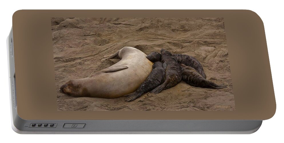 Beach Portable Battery Charger featuring the photograph Seal and Pups by Beth Sargent