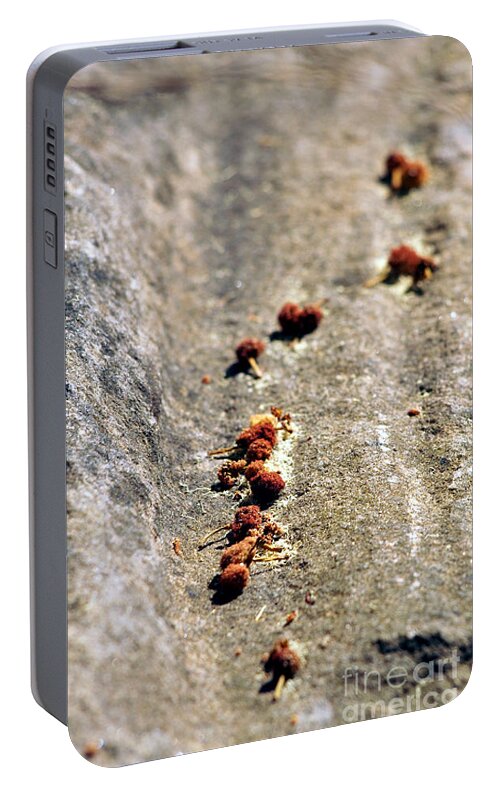 Seeds Portable Battery Charger featuring the photograph Seeds on Stone by Kaleidoscopik Photography
