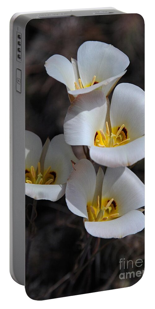 Sego Lily Portable Battery Charger featuring the photograph Sego Lily by Vivian Christopher
