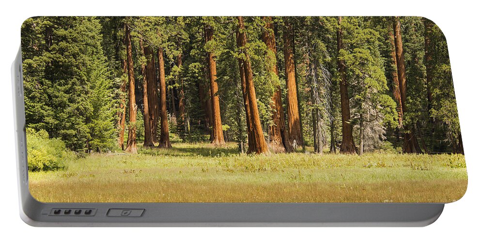 Giant Trees Sequoia National Park California Parks Landscape Landscapes Big Tree Trail Trails Portable Battery Charger featuring the photograph Sequoia Big Tree Trail by Bob Phillips