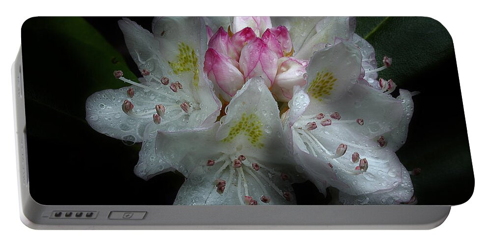 Fresh Rhododendron Portable Battery Charger featuring the photograph Serenade Of Twilight by Michael Eingle