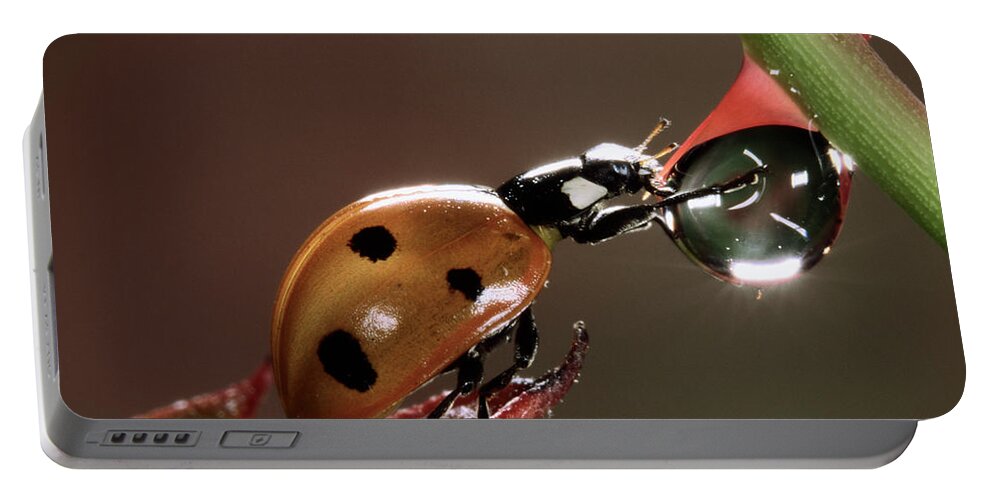 Nis Portable Battery Charger featuring the photograph Seven-spotted Ladybird Drinking by Jef Meul