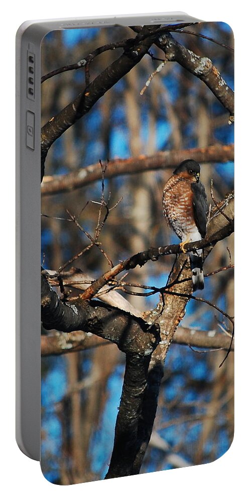 Hawk Portable Battery Charger featuring the photograph Sharp Shinned Hawk by Mim White