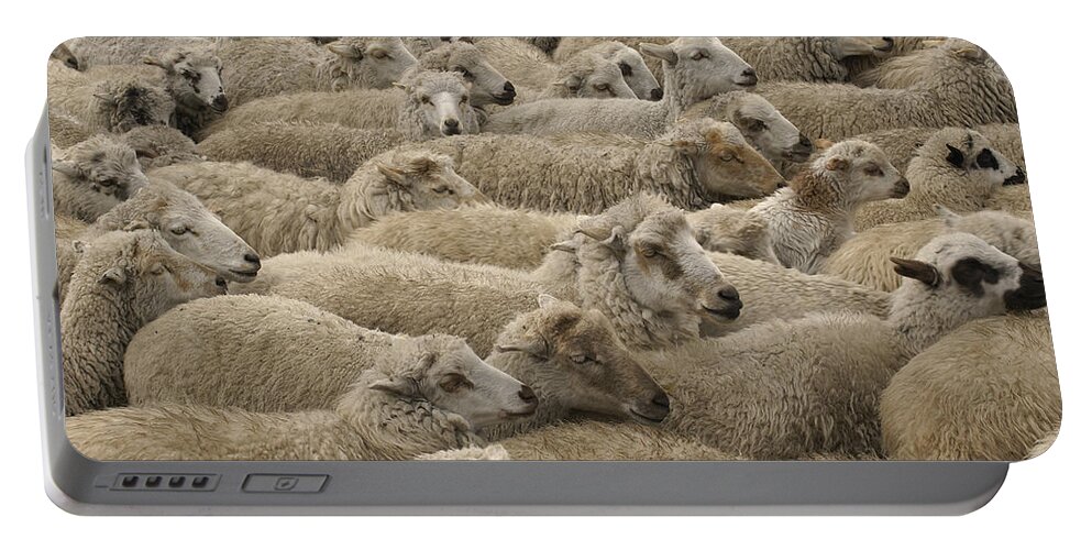 Feb0514 Portable Battery Charger featuring the photograph Sheep Herd Chimborazo Ecuador by Pete Oxford