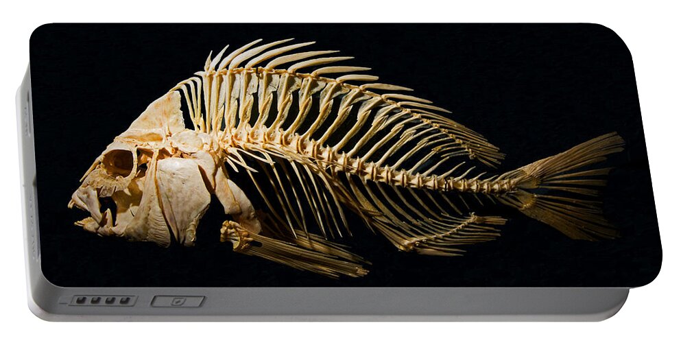 Animal Portable Battery Charger featuring the photograph Sheepshead Fish Skeleton by Millard H. Sharp