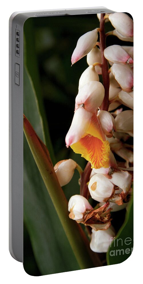 Flowers Portable Battery Charger featuring the photograph Shell Ginger by Kathy McClure