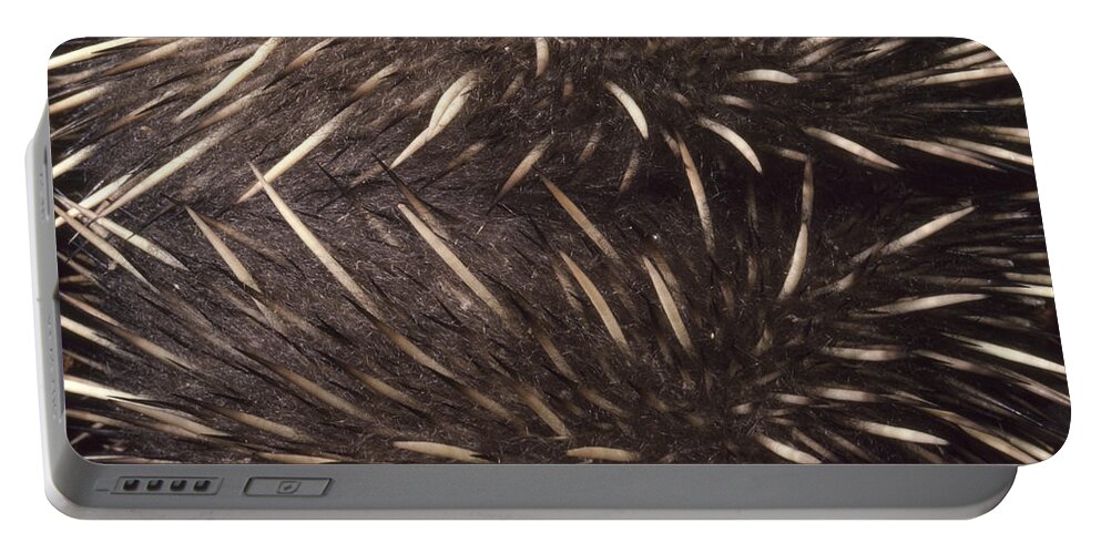 535908 Portable Battery Charger featuring the photograph Short-beaked Echidna Spines Australia by D. Parer & E. Parer-Cook