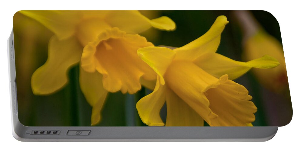 Daffodils Portable Battery Charger featuring the photograph Shout Out of Spring by Tikvah's Hope