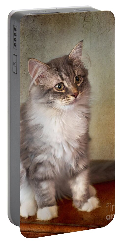 Siberian Portable Battery Charger featuring the photograph Siberian Forest Kitten II by Louise Heusinkveld
