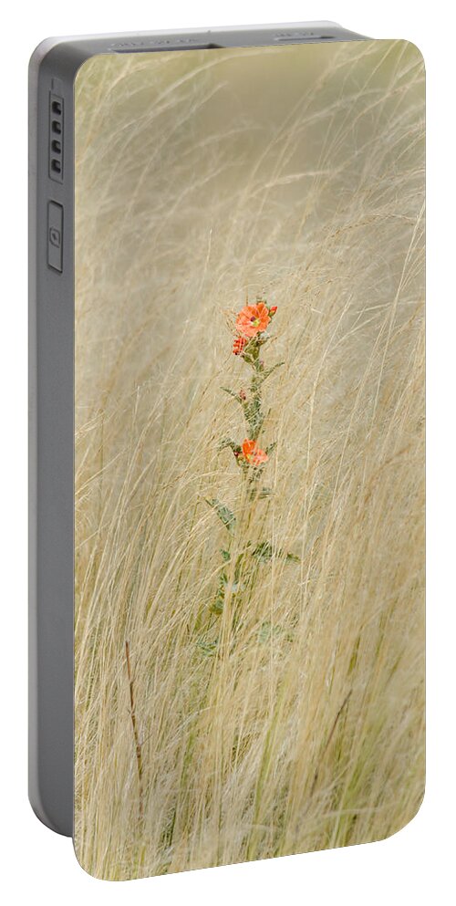 Globe Mallow Portable Battery Charger featuring the photograph Simple Splash of Color by Debra Martz