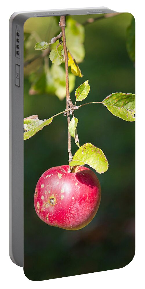Food Portable Battery Charger featuring the photograph Single red apple on tree by Brch Photography