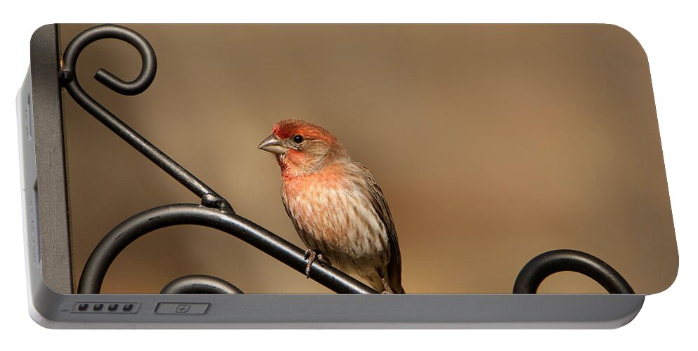 Carpodacus Mexicanus Portable Battery Charger featuring the photograph Sitting Pretty Red House Finch by Kathy Clark