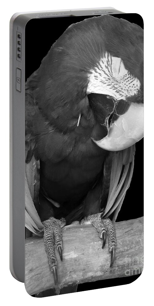 Macaw Portable Battery Charger featuring the photograph Sleepy Bird There is a Nap for That B and W by Barbie Corbett-Newmin