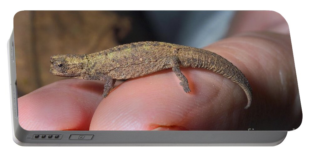 Brookesia Minima Portable Battery Charger featuring the photograph Smallest Chameleon, Brookesia Minima by Greg Dimijian