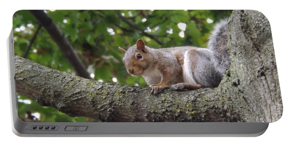 Wildlife Portable Battery Charger featuring the photograph Smiling Squirrel ready for pose by Lingfai Leung